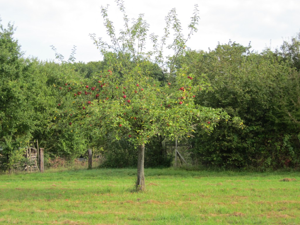 Apfelbaum Streuobstwiese