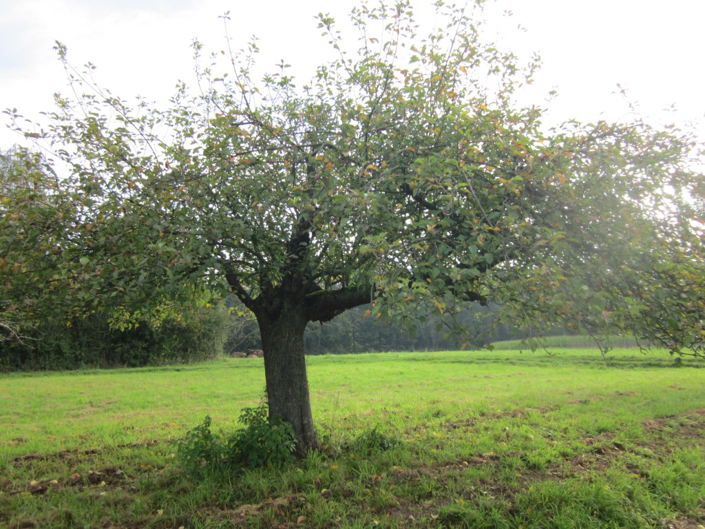 Apfelbaum Streuobstwiese