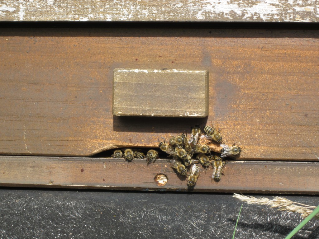 Apfelernte Streuobstwiese Bienen