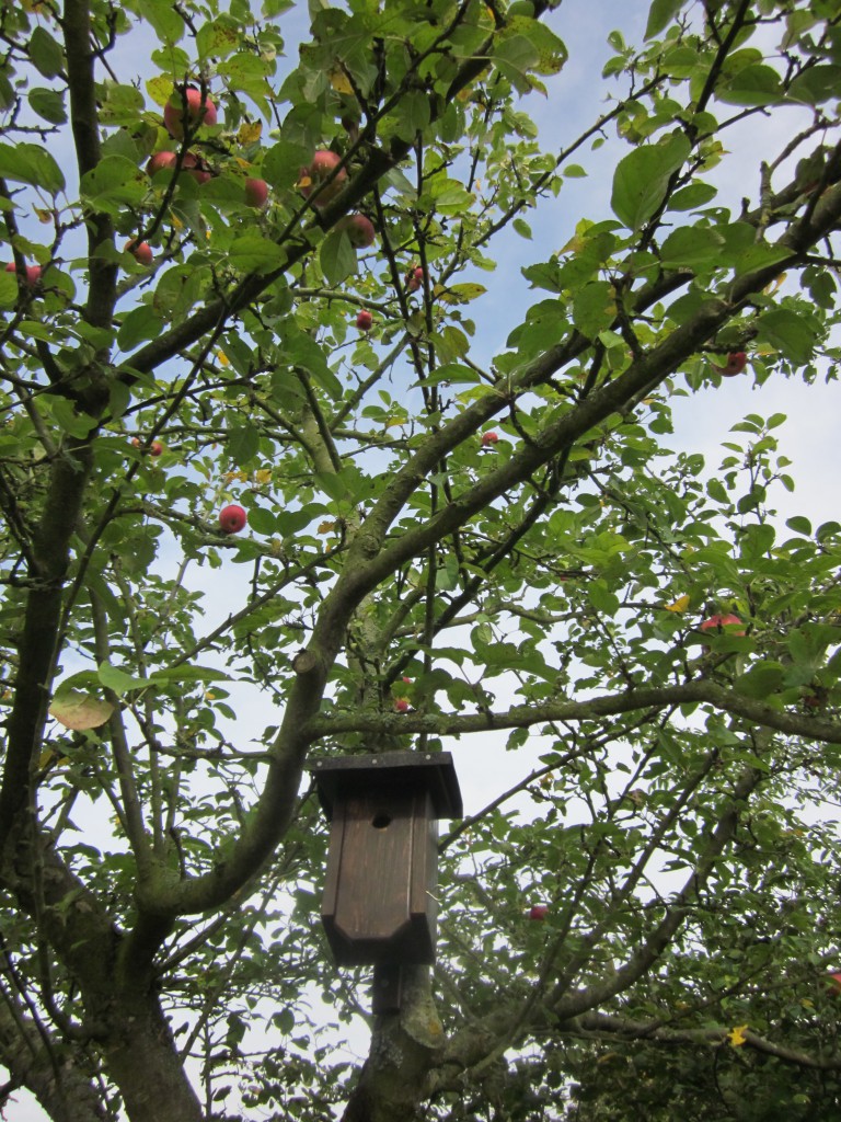 Apfelernte Steuobstwiese Vogelhaus