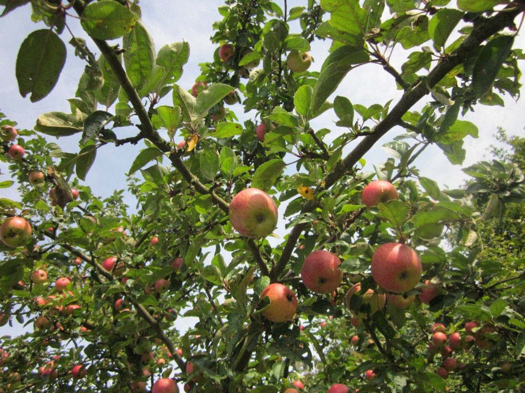 Apfelbaum Streuobstwiese