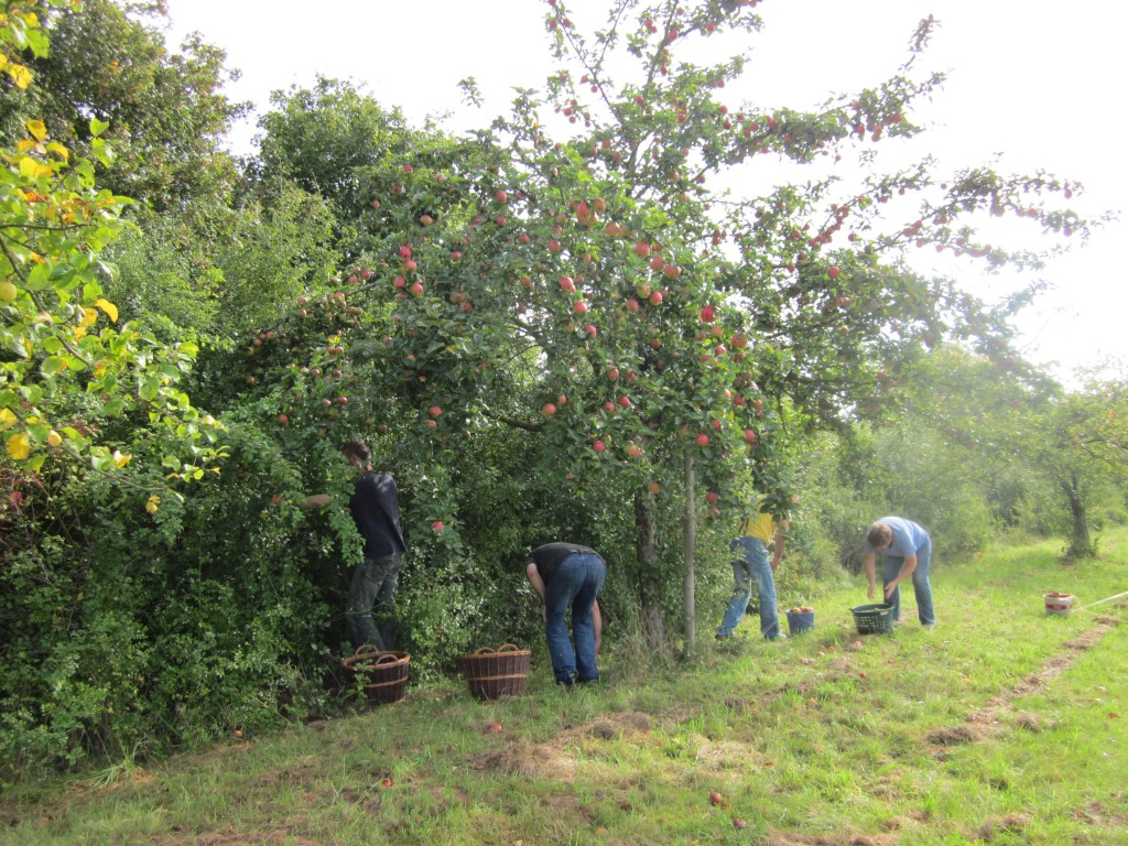 Apfelernte Streuobstwiese