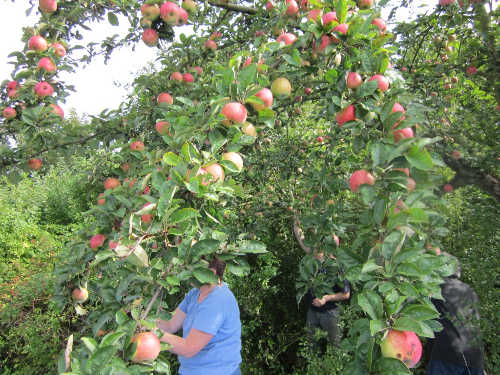 Apfelernte Streuobstwiese