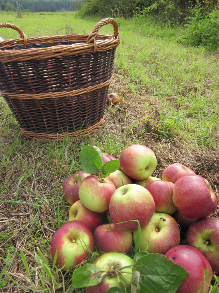 Äpfel Apfelernte Streuobstwiese