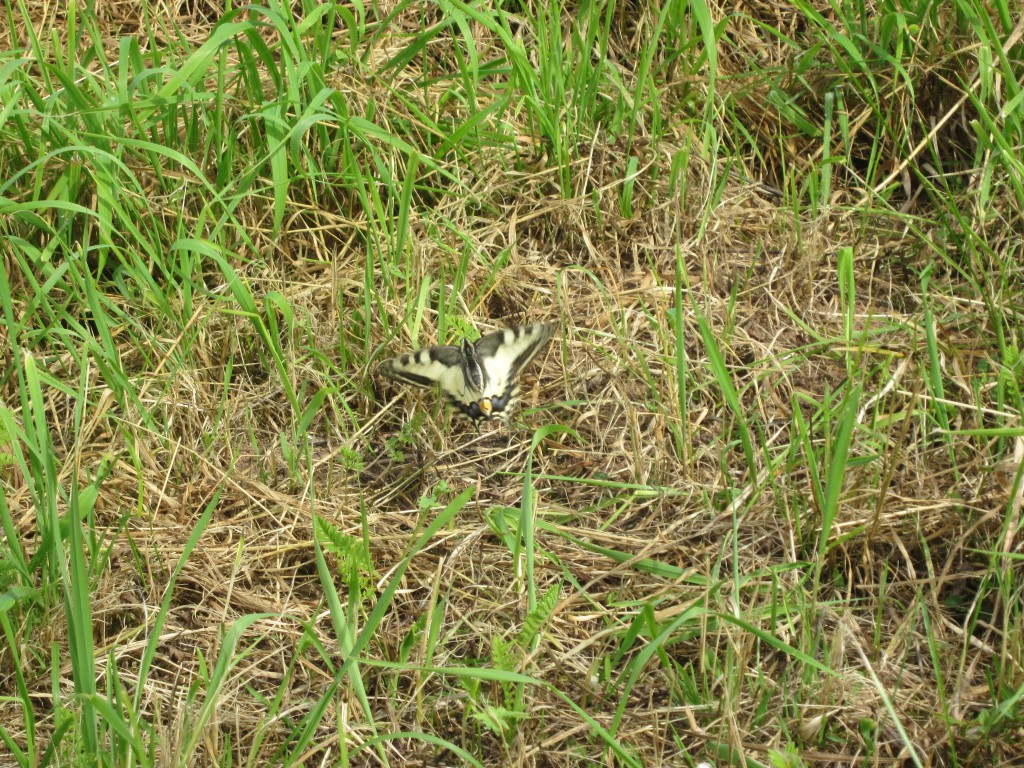 Apfelernte Streuobstwiese Schmetterling