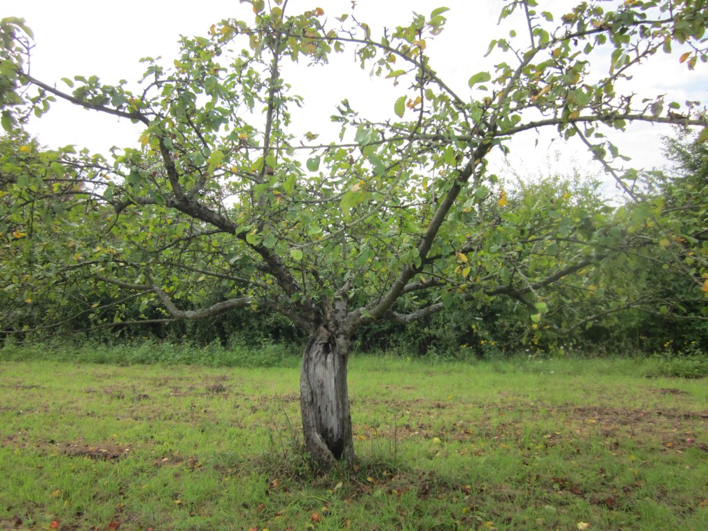 hohler Apfelbaum Streuobstwiese